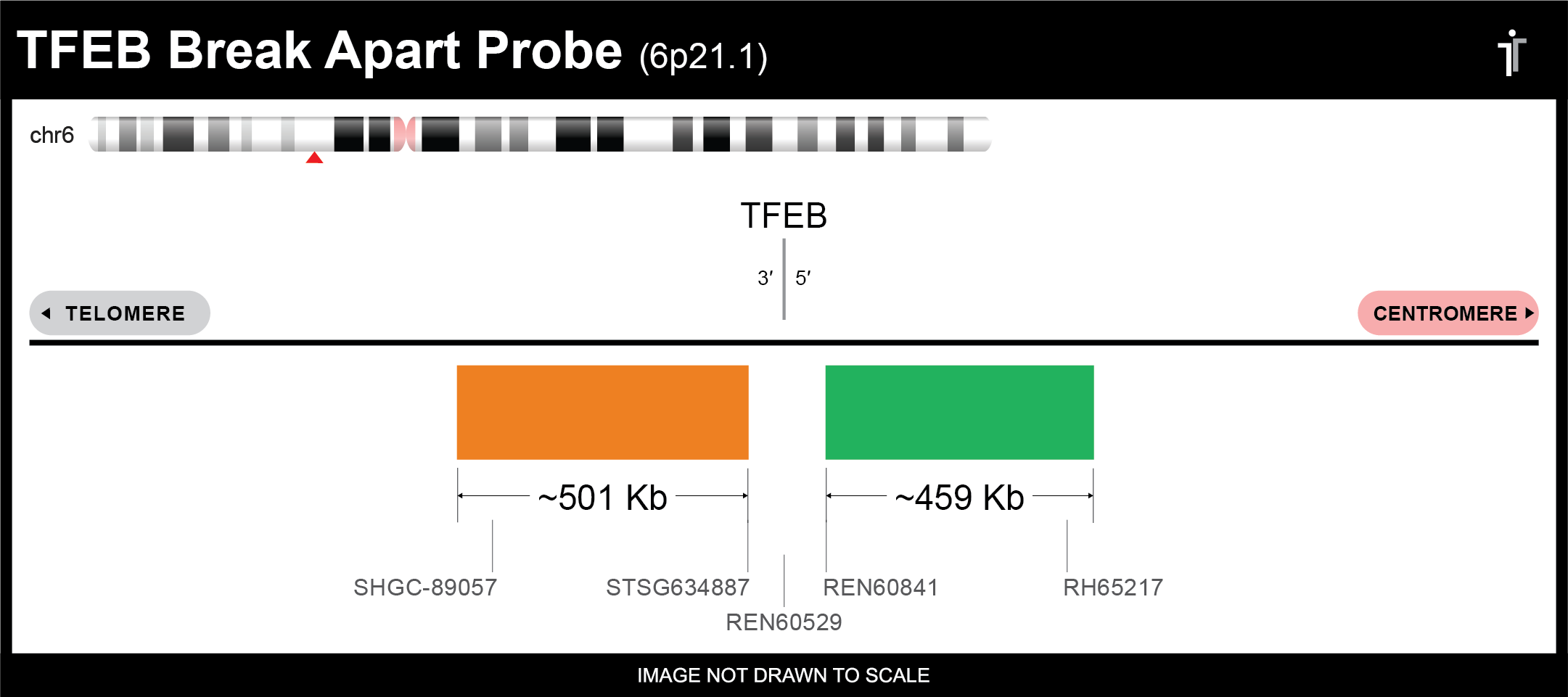 TFEB break apart probe